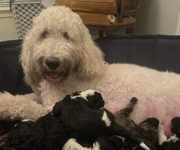 Medium Photo #1  Breeder Profile in SPRINGFIELD, IL, USA