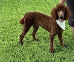 Small breeder photo