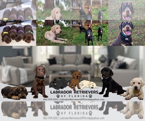 Labrador Retriever Dog Breeder near LAKE WALES, FL, USA