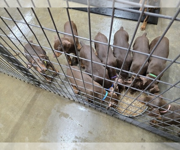Medium Photo #24  Breeder Profile in COLUMBIA CITY, IN, USA