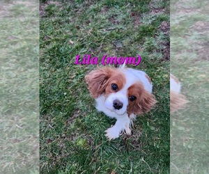 Pembroke Welsh Corgi Dog Breeder near GRAHAM, WA, USA