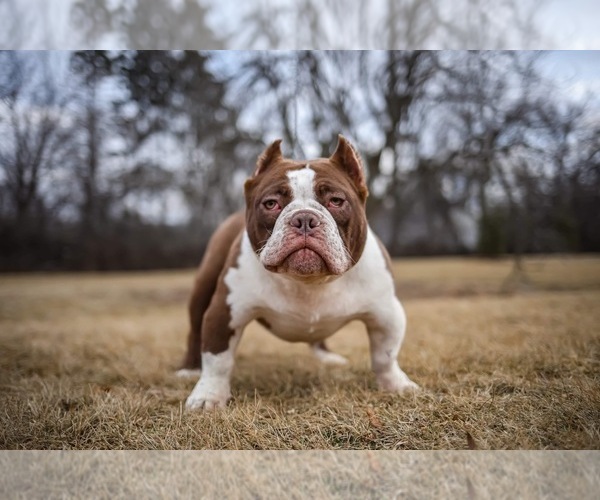 Medium Photo #1  Breeder Profile in MILWAUKEE, WI, USA