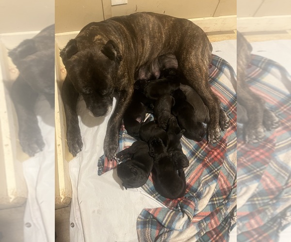 Medium Photo #6  Breeder Profile in CROSS HILL, SC, USA