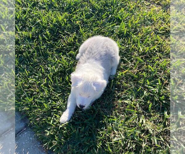 Medium Photo #15  Breeder Profile in CLERMONT, FL, USA