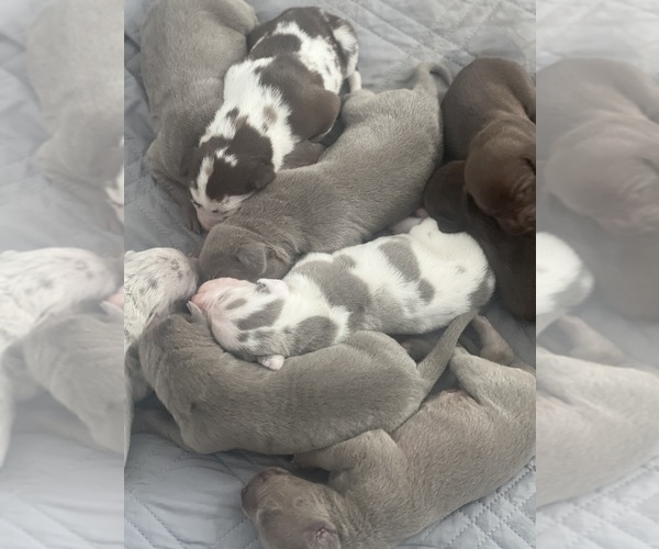Medium Photo #11  Breeder Profile in COVINGTON, LA, USA
