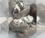 Small #10 Breeder Profile image