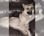 Small breeder photo
