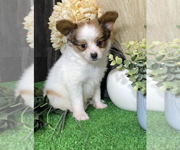 Medium Photo #3  Breeder Profile in CANOGA, NY, USA