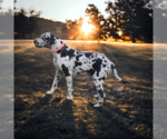 Small #9 Breeder Profile image