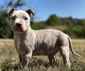 American Bully Dog Breeder near ATLANTA, GA, USA