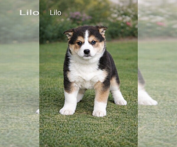 Medium Photo #11  Breeder Profile in CLARE, MI, USA