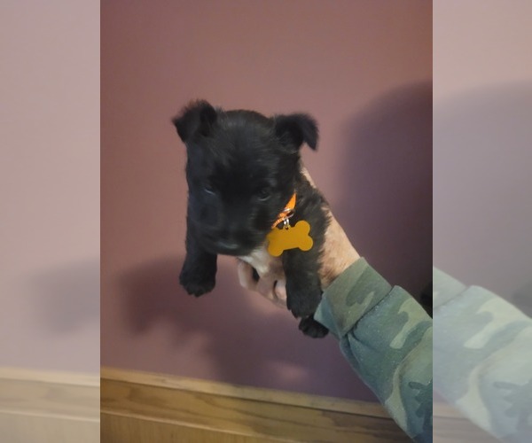 Medium Photo #3  Breeder Profile in BASEHOR, KS, USA