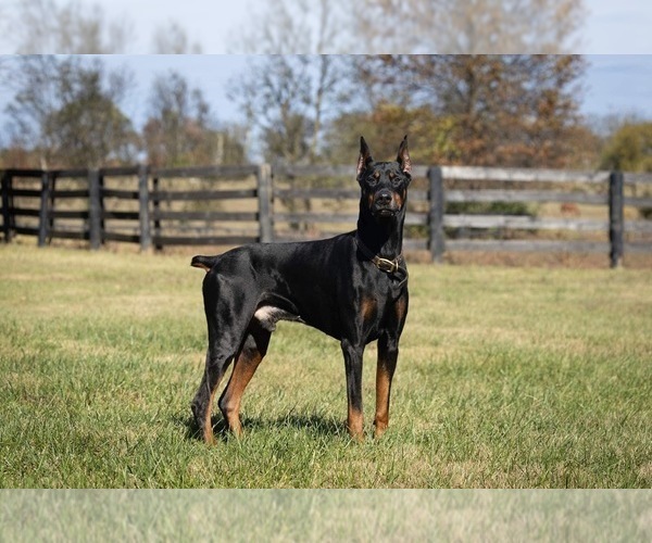 Medium Photo #1  Breeder Profile in NICHOLASVILLE, KY, USA