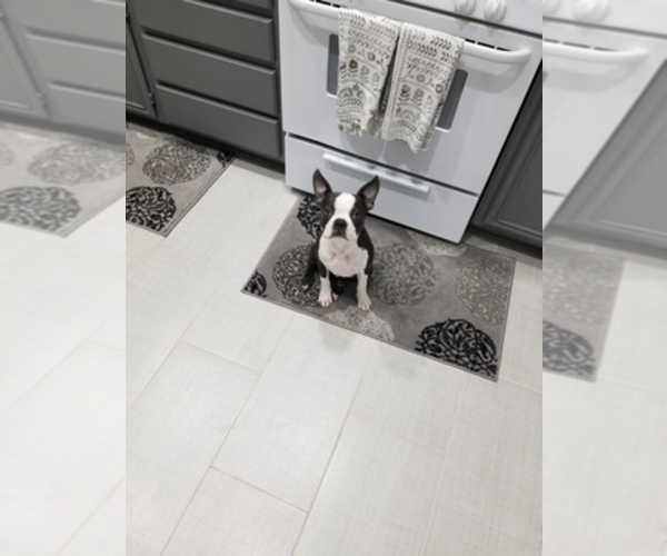 Medium Photo #1  Breeder Profile in BEAUMONT, CA, USA