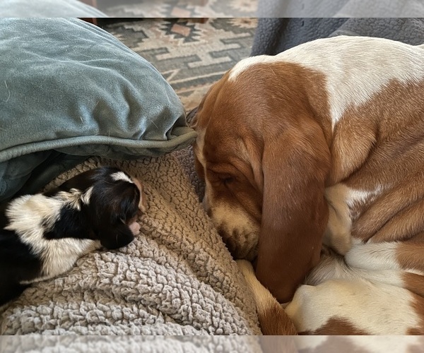 Medium Photo #6  Breeder Profile in IDABEL, OK, USA
