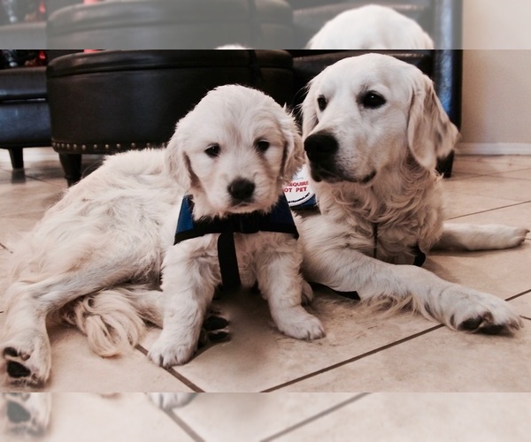Medium Photo #4  Breeder Profile in NACOGDOCHES, TX, USA