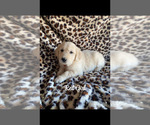 Small #16 Breeder Profile image