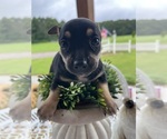 Small #33 Breeder Profile image