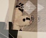Small #16 Breeder Profile image