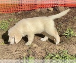 Small #6 Breeder Profile image