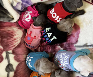 French Bulldog Dog Breeder near COLORADO SPRINGS, CO, USA