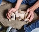 Small #11 Breeder Profile image