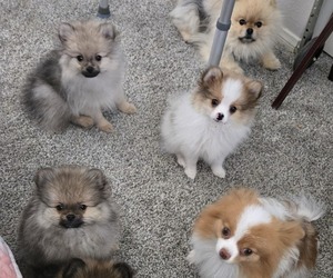 Pomeranian Dog Breeder near MENIFEE, CA, USA