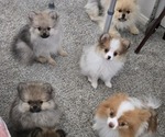 Small breeder photo