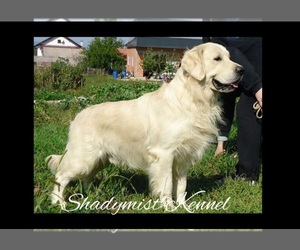 English Cream Golden Retriever Dog Breeder near RICHMOND, VA, USA