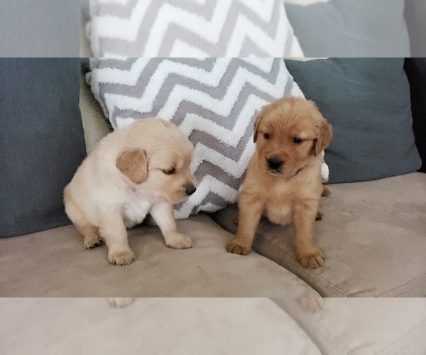 Medium Photo #1  Breeder Profile in SAN DIEGO, CA, USA