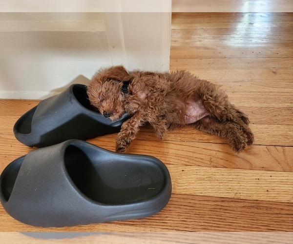 Medium Photo #20  Breeder Profile in GRAND RAPIDS, MI, USA