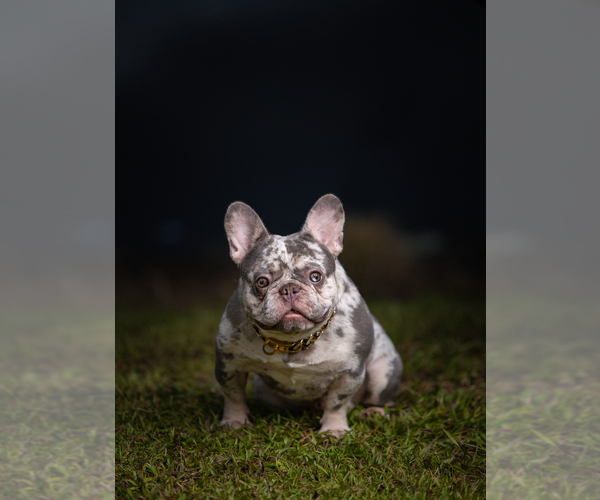 Medium Photo #1  Breeder Profile in BOSTON, MA, USA
