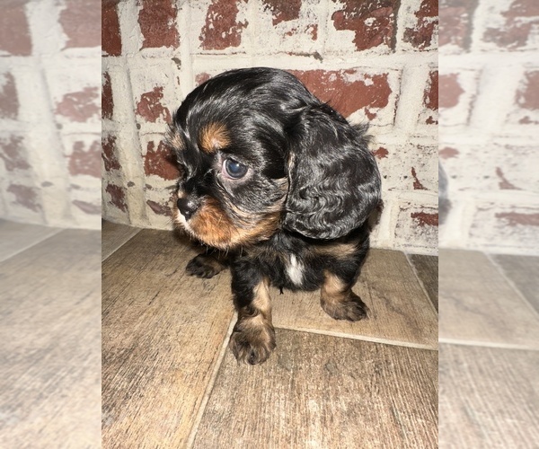Medium Photo #9  Breeder Profile in WAXAHACHIE, TX, USA