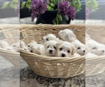 Small breeder photo