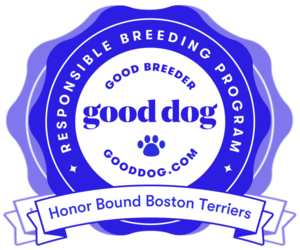 Boston Terrier Dog Breeder near EVERETT, WA, USA