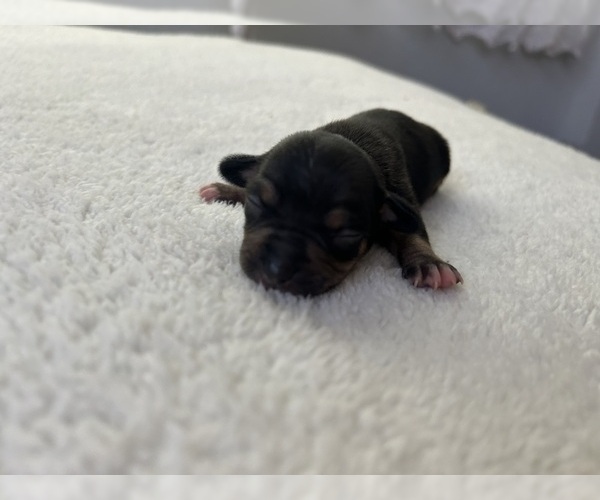Medium Photo #5  Breeder Profile in SAN ANTONIO, TX, USA