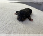 Small #4 Breeder Profile image