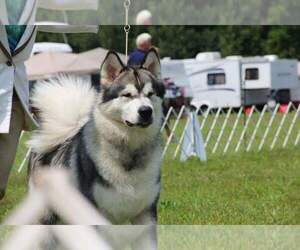 Alaskan Malamute Dog Breeder near STOCKTON, NY, USA