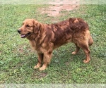 Small #14 Breeder Profile image