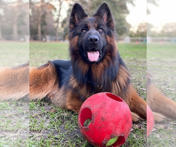 Medium Photo #3  Breeder Profile in COVINGTON, LA, USA