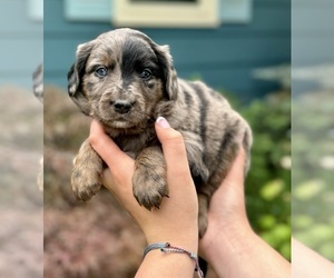 Aussiedoodle-Bernedoodle Mix Dog Breeder near BLUE SPRINGS, MO, USA