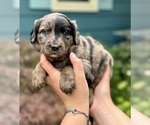Small breeder photo