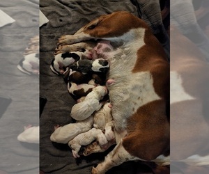 Basset Hound Dog Breeder near BUENA PARK, CA, USA
