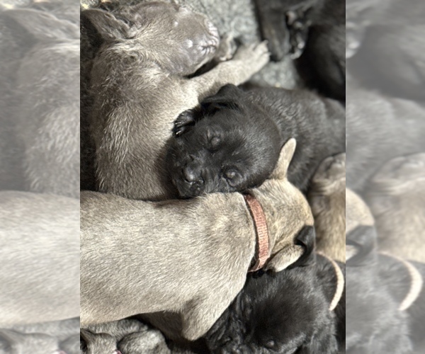 Medium Photo #20  Breeder Profile in LAURINBURG, NC, USA