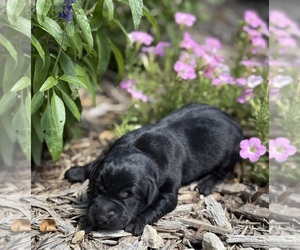 Labrador Retriever Dog Breeder near COON VALLEY, WI, USA