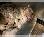 Small #15 Breeder Profile image