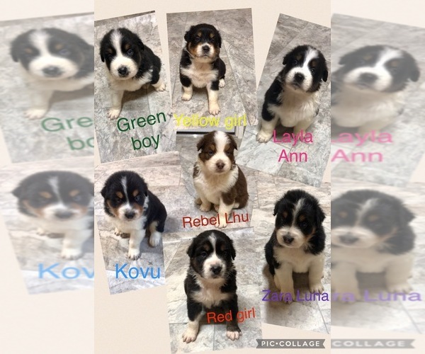 Medium Photo #1  Breeder Profile in SILVER SPRINGS, FL, USA
