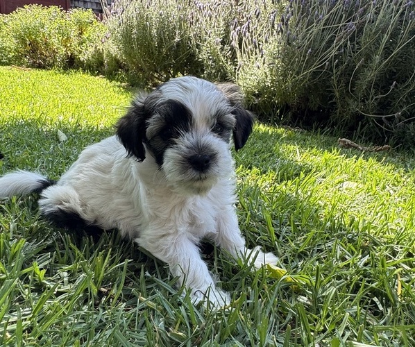 Medium Photo #7  Breeder Profile in BRISBANE, CA, USA