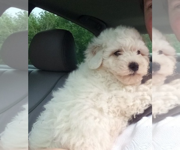 Medium Photo #6  Breeder Profile in DONGOLA, IL, USA