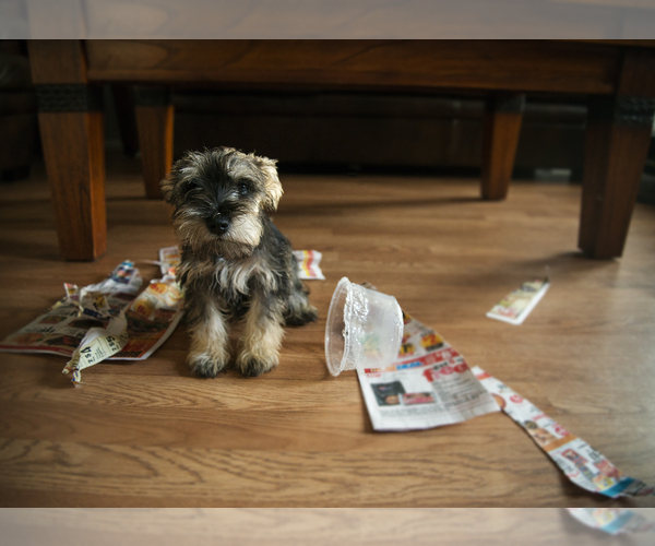 Medium Photo #1  Breeder Profile in KATY, TX, USA